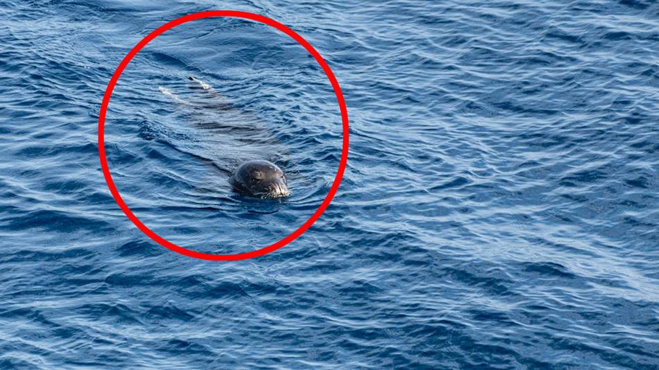 Nevjerovatan susret u Crnoj Gori: Ronilac u Jadranu snimio mediteransku medvjedicu, najrjeđu foku na svijetu