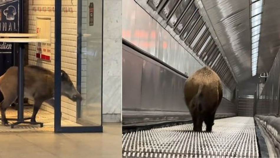 Nesvakidašnji incident paralizovao metro u Budimpešti: Divlja svinja upala na peron, saobraćaj bio u prekidu do podneva