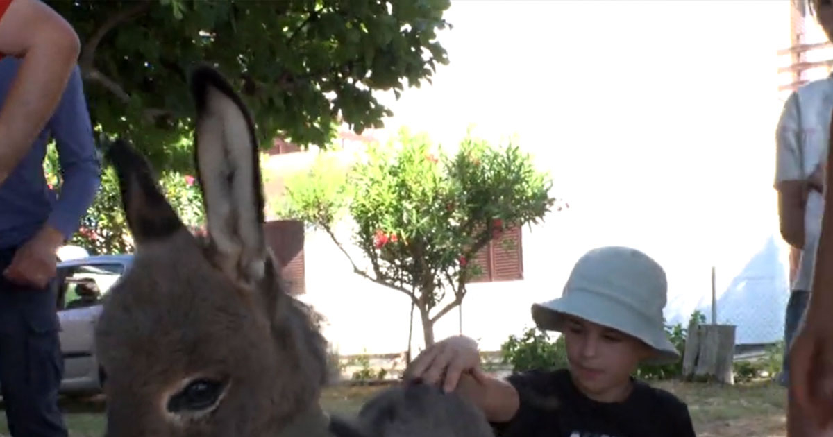 Čak 15 dječaka u malom dalmatinskom mjestu ima svog magarca (VIDEO)