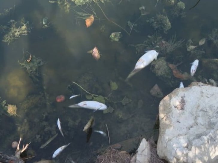 Pomor ribe u Spreči kod Doboja
