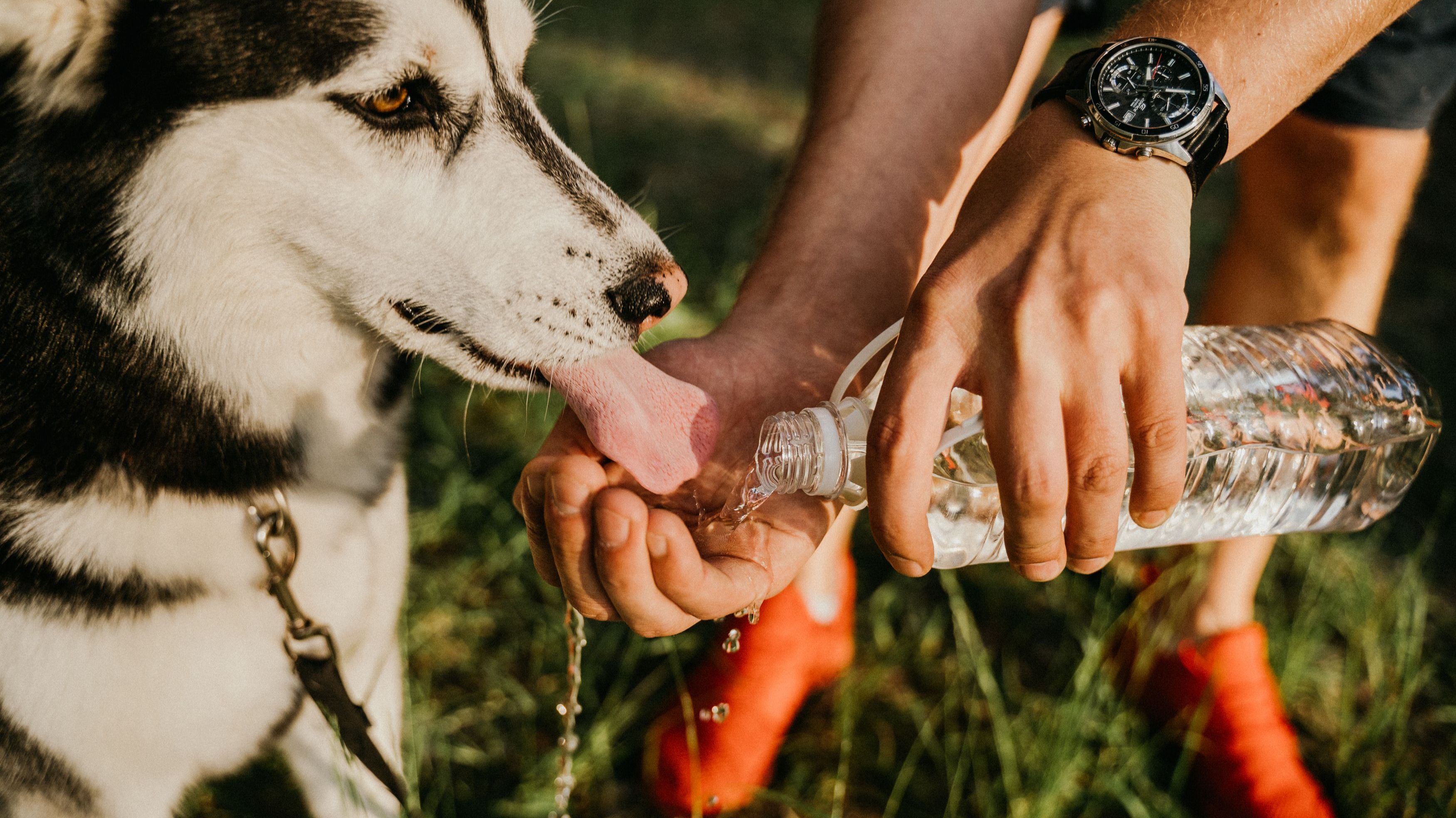 Veterinarka upozorava: Toplotni udar kod životinja dolazi brže nego što mislite