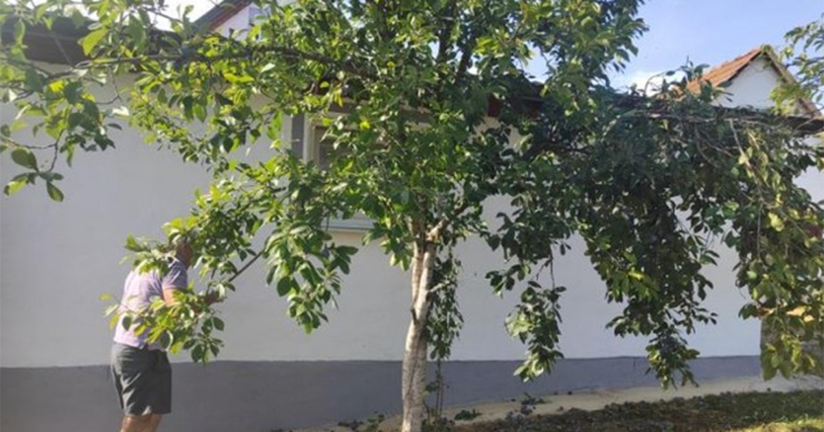 Busnovi kod Prijedora: Na imanju Topića šljive rodile nakon četiri godine (FOTO)