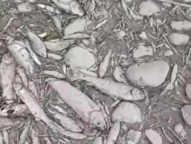 Suša uzela danak: Na ušću Turjanice u Vrbas nema ni kapi vode (VIDEO)