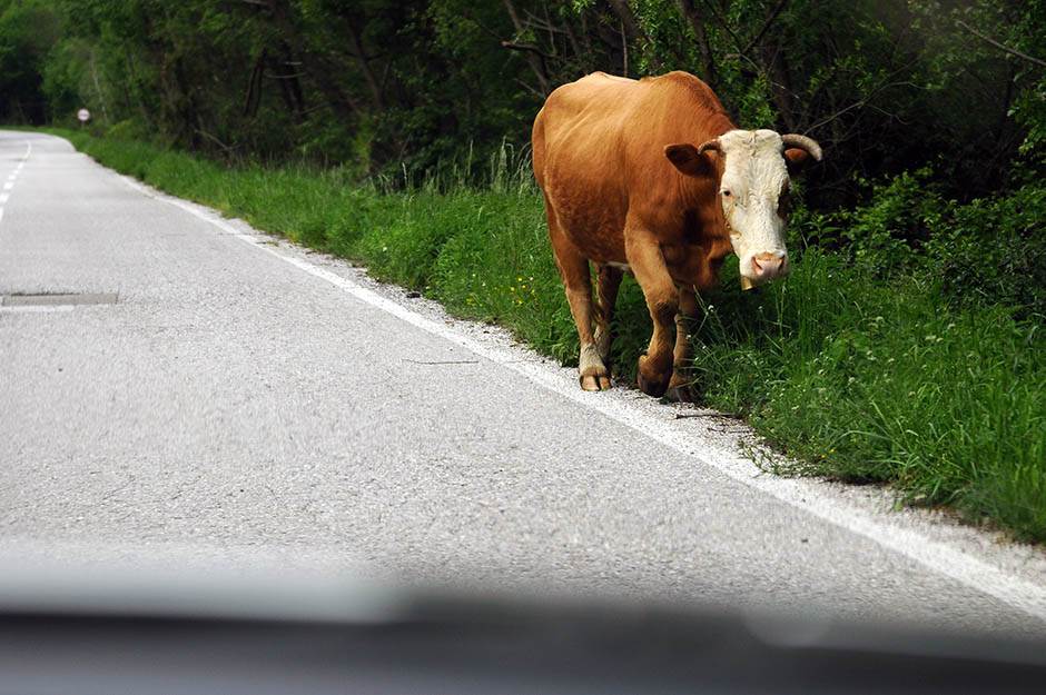 Teška saobraćajka kod Bileće: Motociklista povrijeđen u sudaru sa kravom