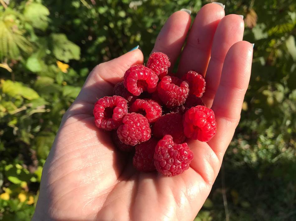 Maline bogate vlaknima idealne za doručak