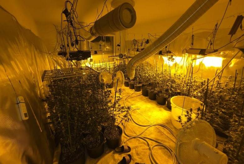 Policijska akcija "Sensei": Otkrivene tri laboratorije i preko 260 stabljika marihuane
