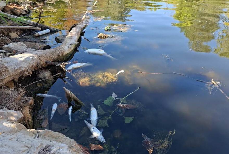 Pomor ribe u rijeci Spreči: Nadležne službe utvrđuju izvor zagađenja i apeluju na građane