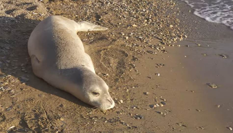 Nevjerovatan susret u Crnoj Gori: Ronilac u Jadranu snimio mediteransku medvjedicu