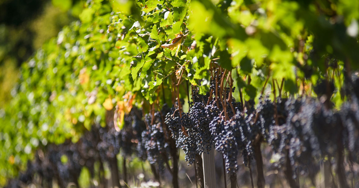Berba grožđa u Srpskoj stiže ranije, vinogradari očekuju rekordni kvalitet