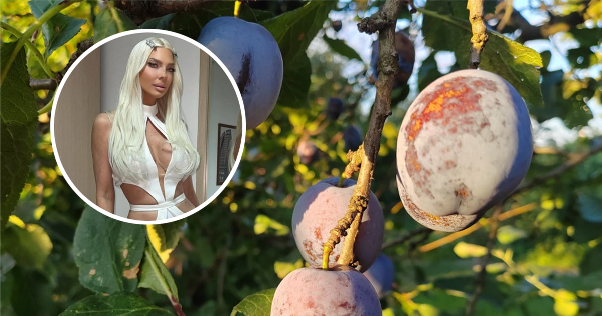 Jelena Karleuša nastupa na Danima šljive, voćarima nije do pjesme