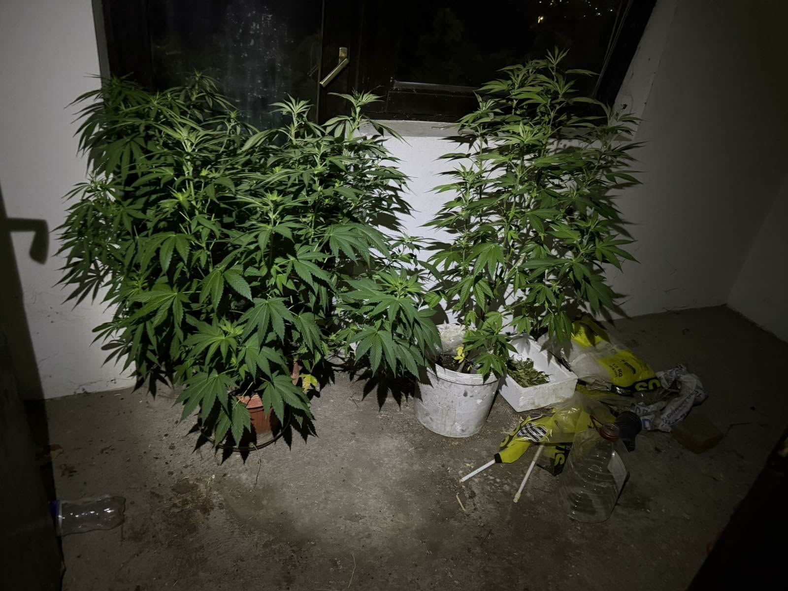 (FOTO) Akcija "Plantaža 2026" u Doboju: U pretresima pronađena DROGA