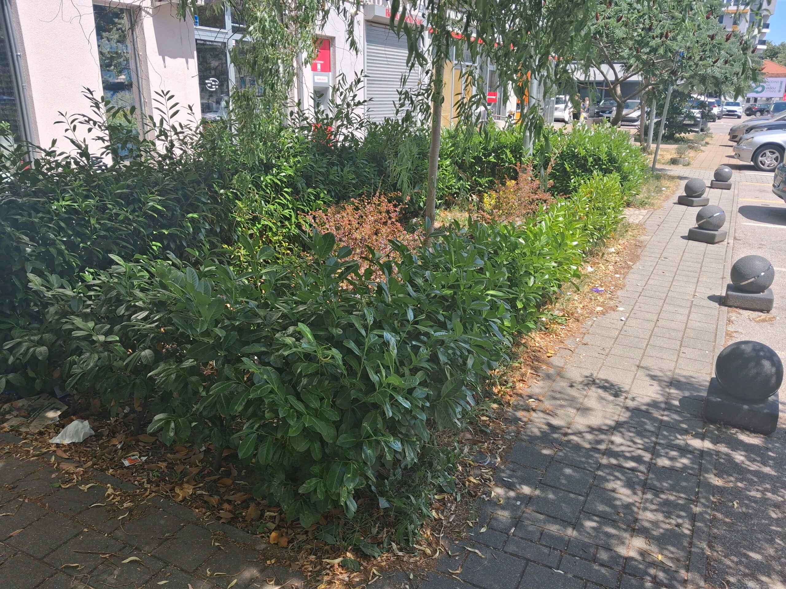 (FOTO) Ruglo u centru Banjaluke: Ukrasno bilje zatrpano smećem, trgovci i ugostitelji nijemo posmatraju